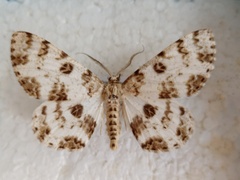 Ophthalmitis albosignaria