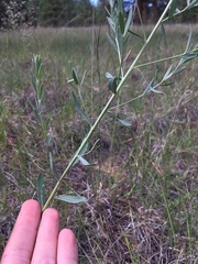 Euphorbia chamaesula