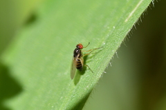 Scaptomyza fuscitarsis