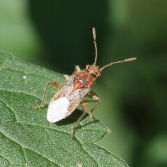 Rhopalus parumpunctatus