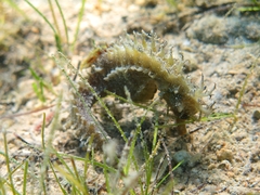 Hippocampus guttulatus
