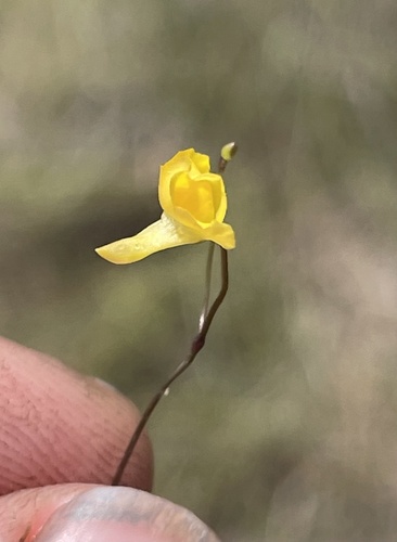 Utricularia subulata image