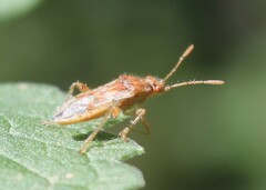 Rhopalus parumpunctatus