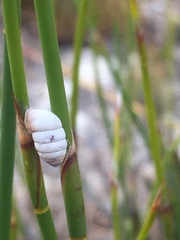 Fauxulus capensis