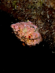 Tenguella marginalba