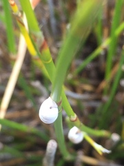 Fauxulus capensis