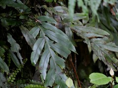 Blechnum colensoi