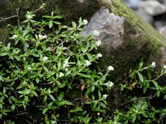 Anaphalioides trinervis