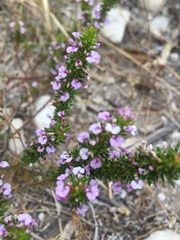 Muraltia satureioides