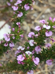 Muraltia satureioides