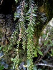 Tmesipteris tannensis