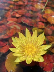 Nymphaea sulphurea