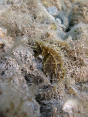 Hippocampus guttulatus
