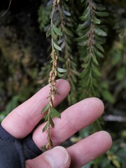 Tmesipteris tannensis