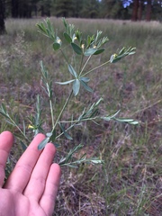 Euphorbia chamaesula