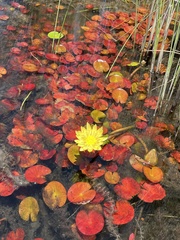 Nymphaea sulphurea