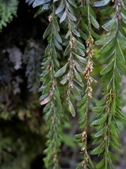 Tmesipteris tannensis