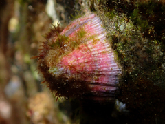 Megabalanus coccopoma