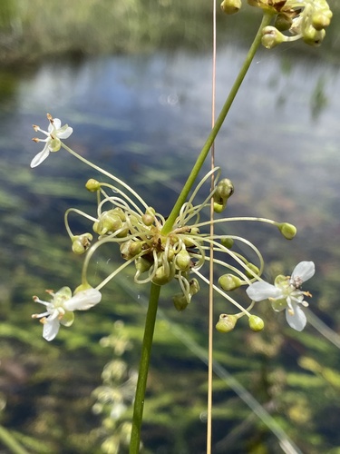 Alismataceae image