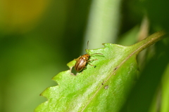 Eucolaspis