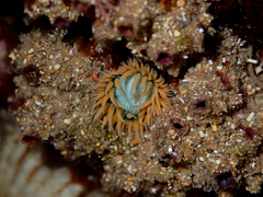 Anthothoe albocincta