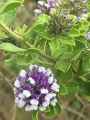 Psoralea bracteolata