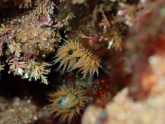 Anthothoe albocincta