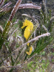 Hippocampus guttulatus