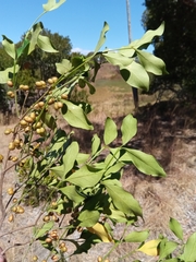 Peponidium buxifolium