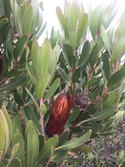 Protea obtusifolia