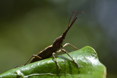 Lasiorhynchus barbicornis