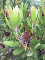 Protea obtusifolia