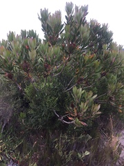 Protea obtusifolia