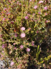 Diastella divaricata divaricata