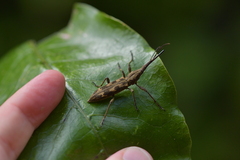 Lasiorhynchus barbicornis