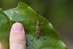 Lasiorhynchus barbicornis