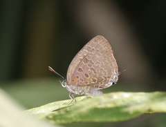 Arhopala eumolphus