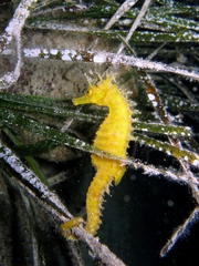 Hippocampus guttulatus