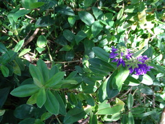 Veronica speciosa
