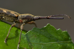 Lasiorhynchus barbicornis