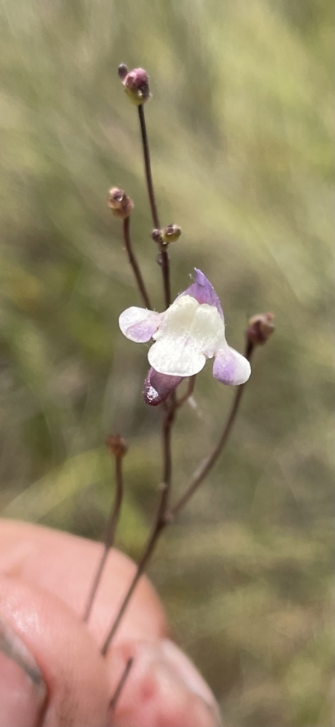 Genlisea angolensis R.D.Good