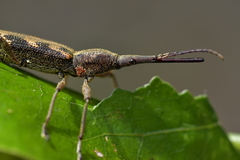 Lasiorhynchus barbicornis