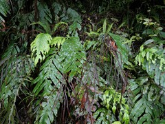 Blechnum colensoi