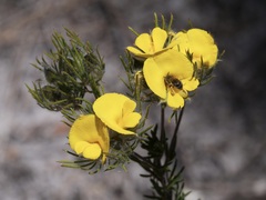 Gompholobium capitatum