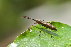 Lasiorhynchus barbicornis