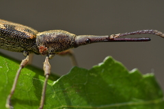 Lasiorhynchus barbicornis