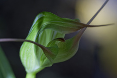 Pterostylis banksii