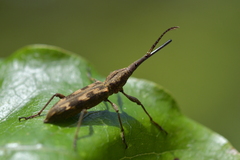 Lasiorhynchus barbicornis