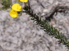 Gompholobium capitatum