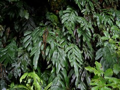 Blechnum colensoi